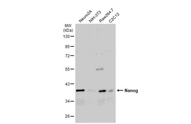 Nanog Antibody in Western Blot (WB)