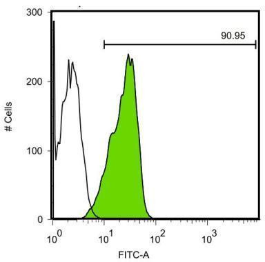 OCT4 Antibody in Flow Cytometry (Flow)