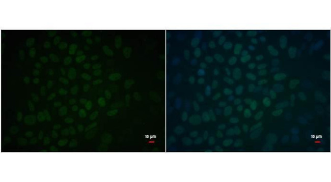 OCT4 Antibody in Immunocytochemistry (ICC/IF)