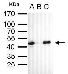 OCT4 Antibody in Immunoprecipitation (IP)