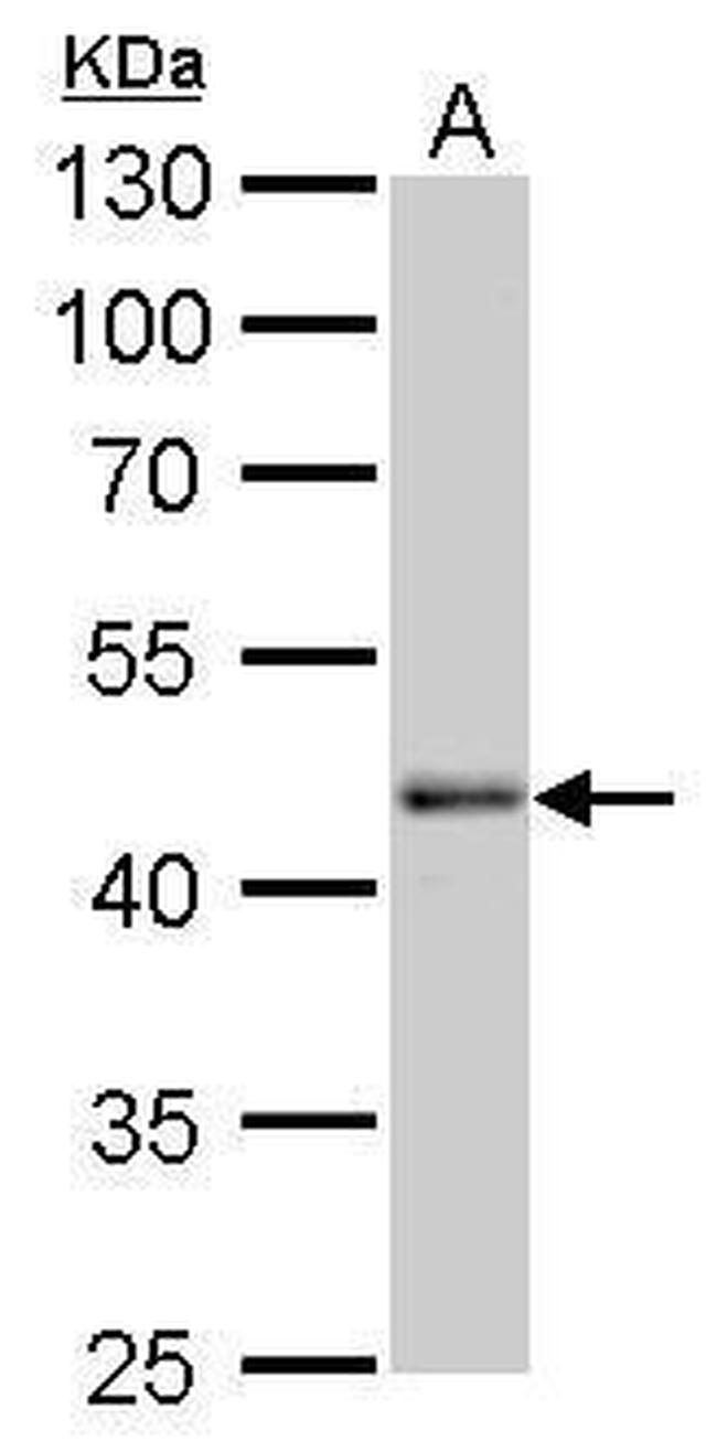 OCT4 Antibody in Western Blot (WB)