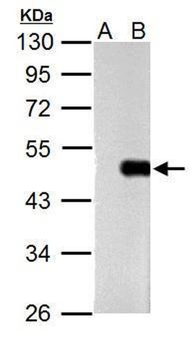 OCT4 Antibody in Western Blot (WB)