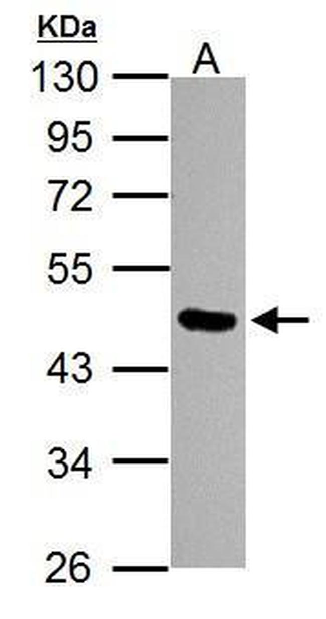 OCT4 Antibody in Western Blot (WB)