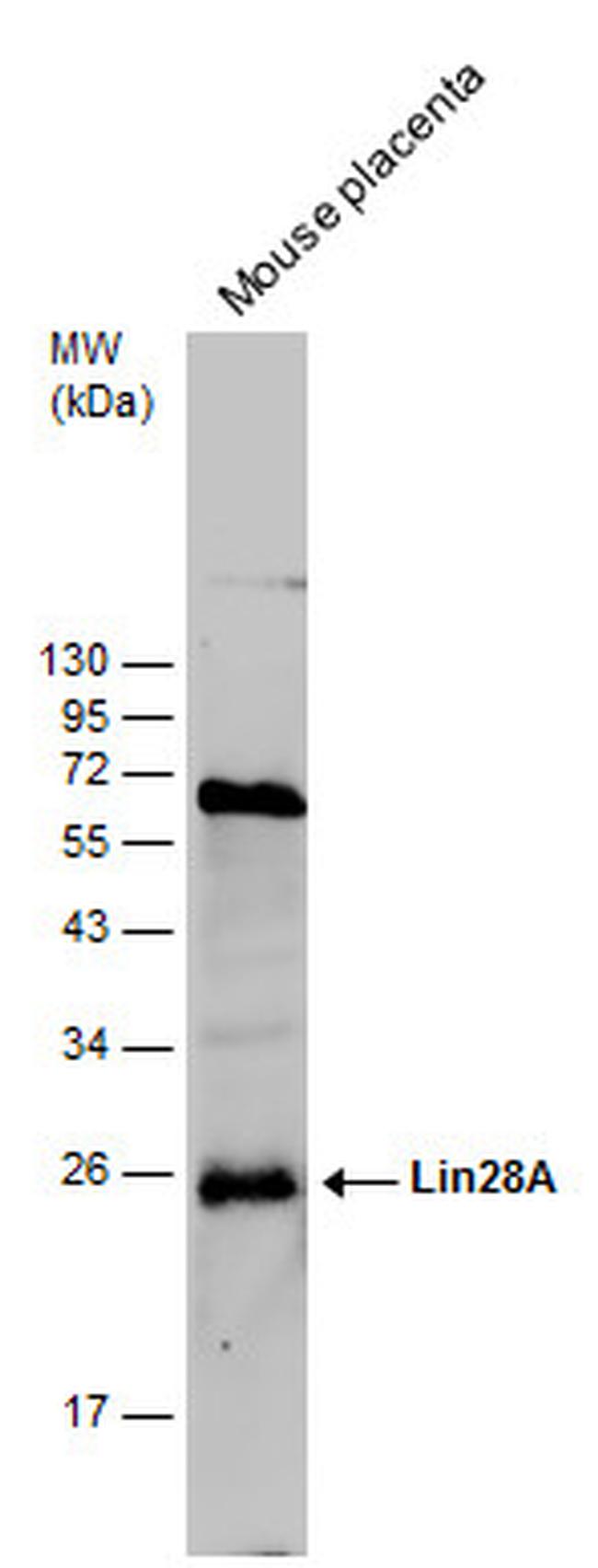 LIN28A Antibody in Western Blot (WB)