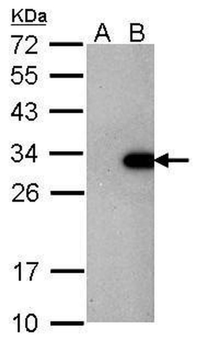 LIN28A Antibody in Western Blot (WB)