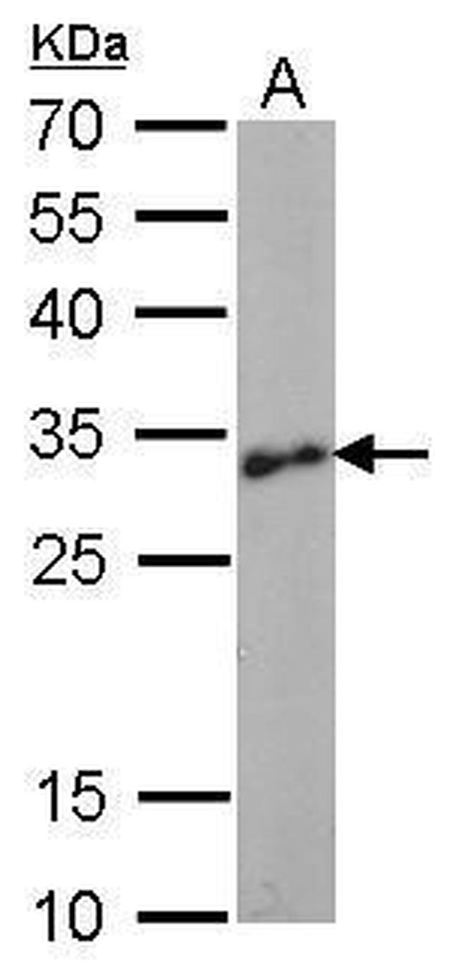 LIN28A Antibody in Western Blot (WB)