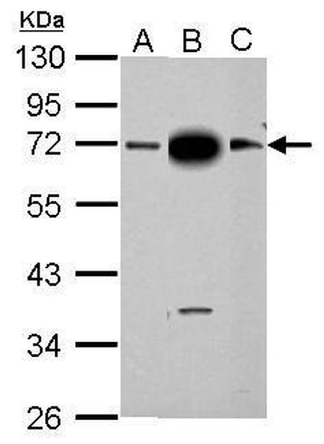 SAMHD1 Antibody in Western Blot (WB)