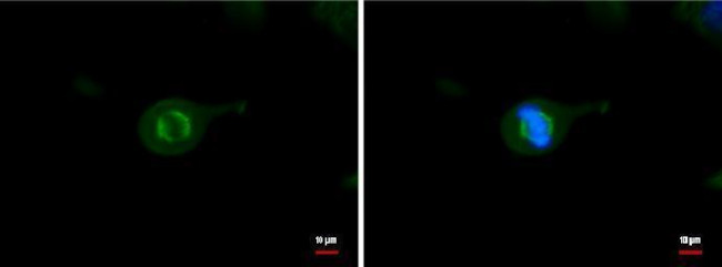 alpha Tubulin Antibody in Immunocytochemistry (ICC/IF)