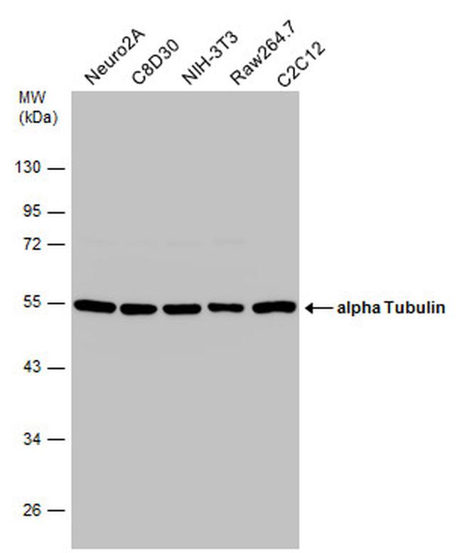 alpha Tubulin Antibody in Western Blot (WB)