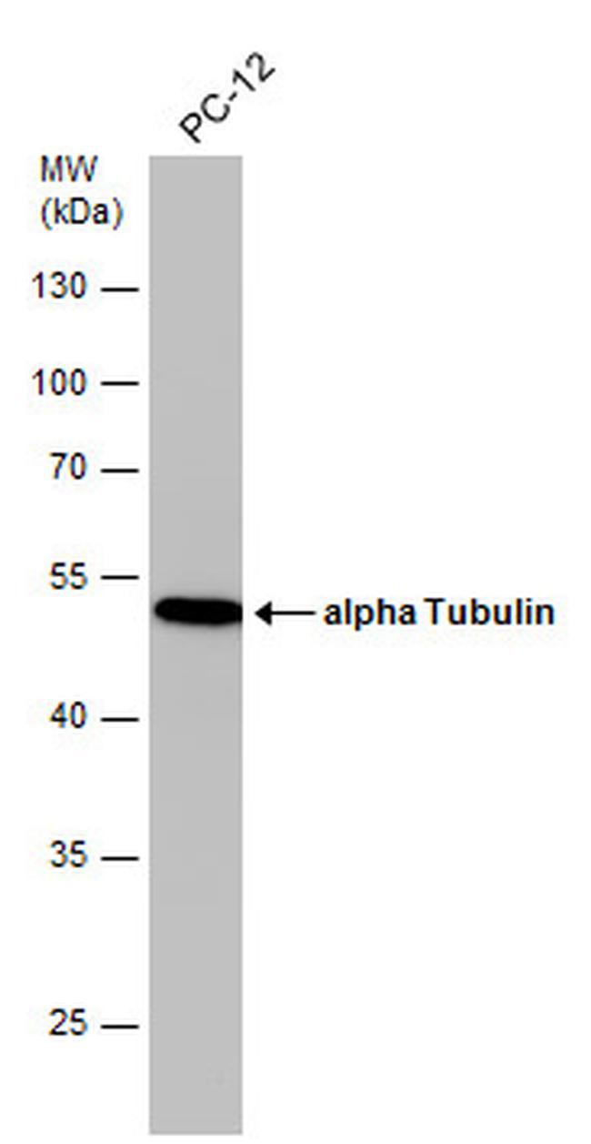 alpha Tubulin Antibody in Western Blot (WB)