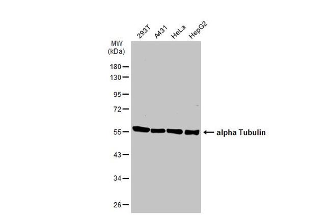 alpha Tubulin Antibody in Western Blot (WB)