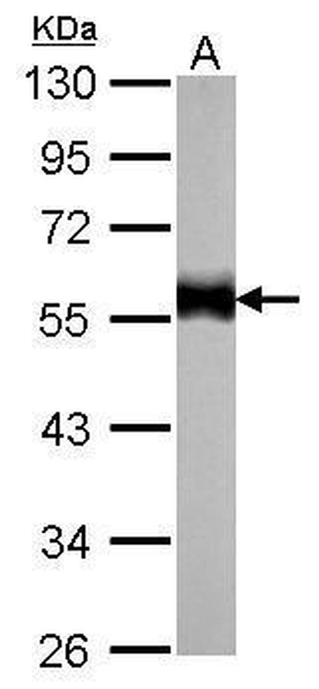 alpha Tubulin Antibody in Western Blot (WB)