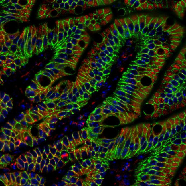 alpha Tubulin Antibody in Immunohistochemistry (Paraffin) (IHC (P))