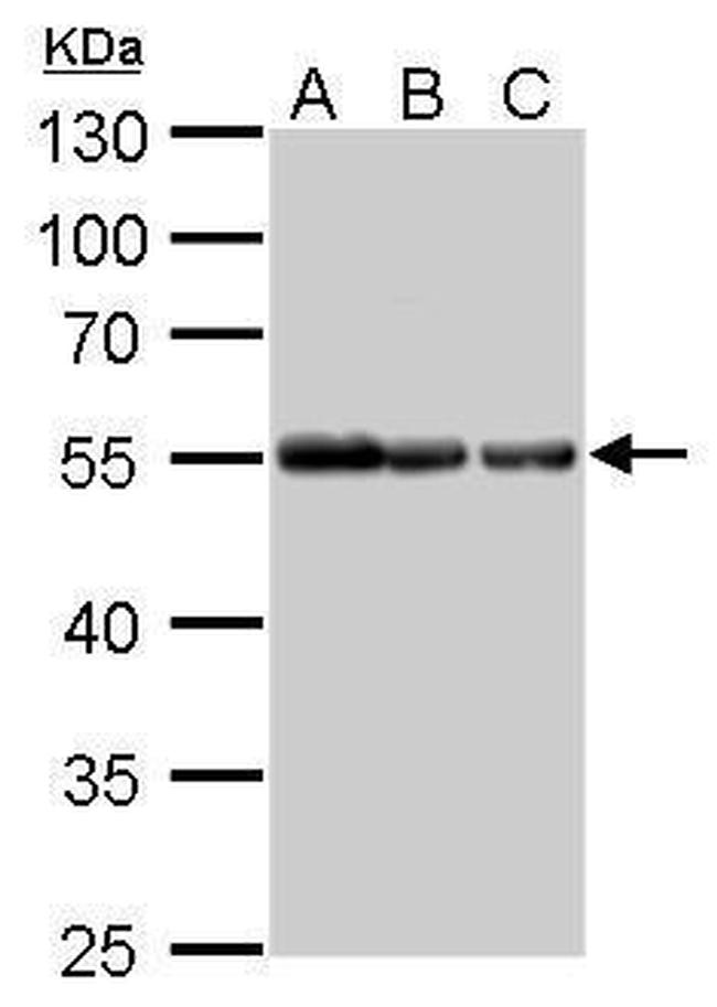 alpha Tubulin Antibody in Western Blot (WB)