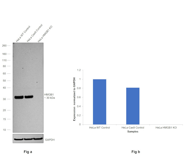 HMGB1 Antibody in Western Blot (WB)