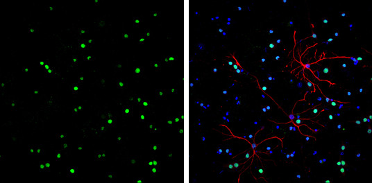 HMGB1 Antibody in Immunocytochemistry (ICC/IF)