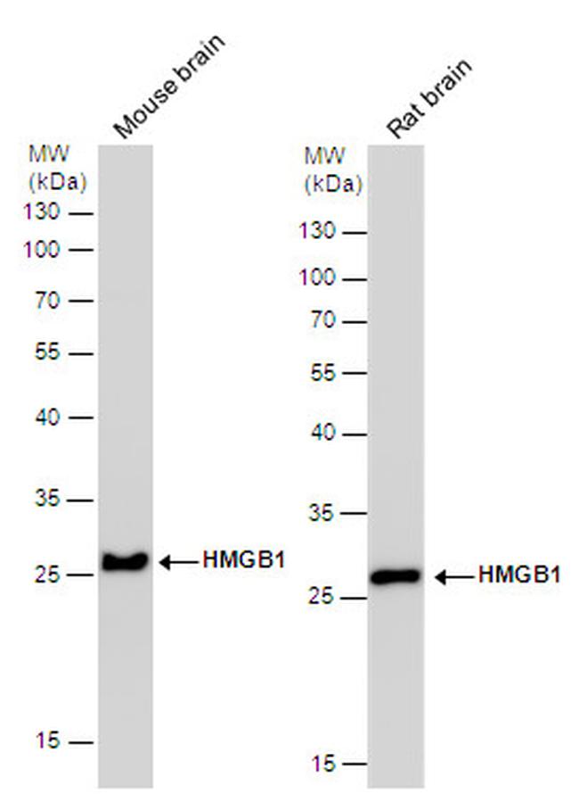 HMGB1 Antibody in Western Blot (WB)