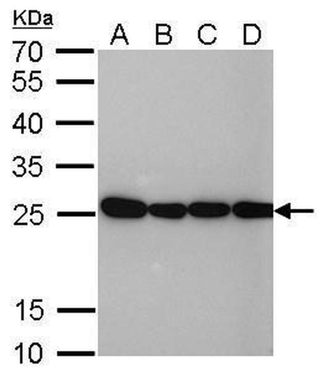 HMGB1 Antibody in Western Blot (WB)