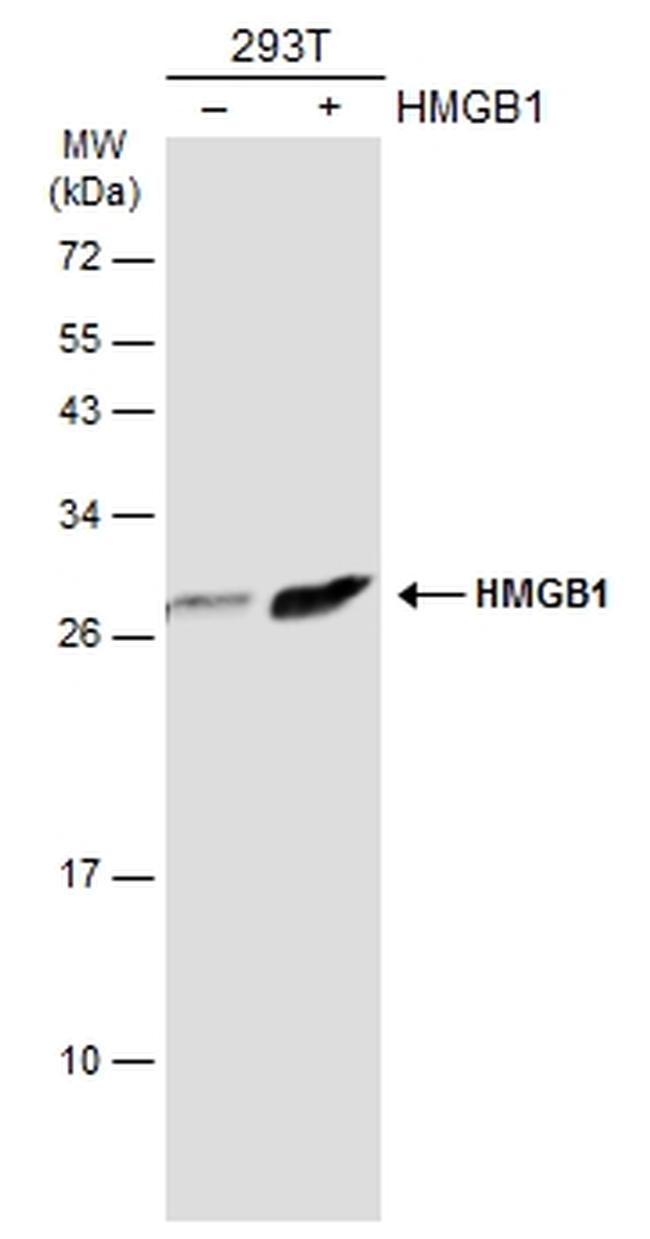 HMGB1 Antibody in Western Blot (WB)