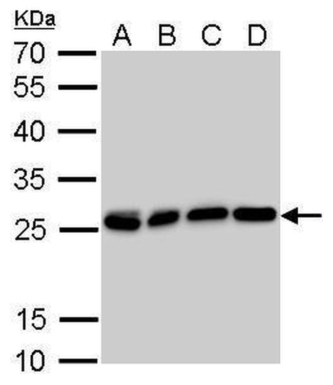 HMGB1 Antibody in Western Blot (WB)