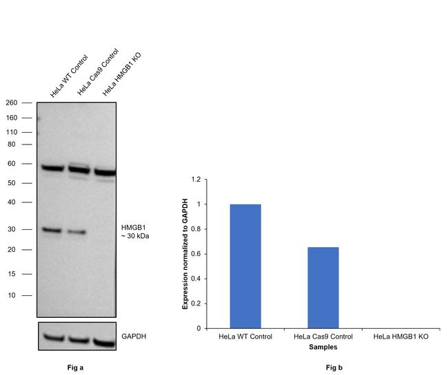 HMGB1 Antibody in Western Blot (WB)