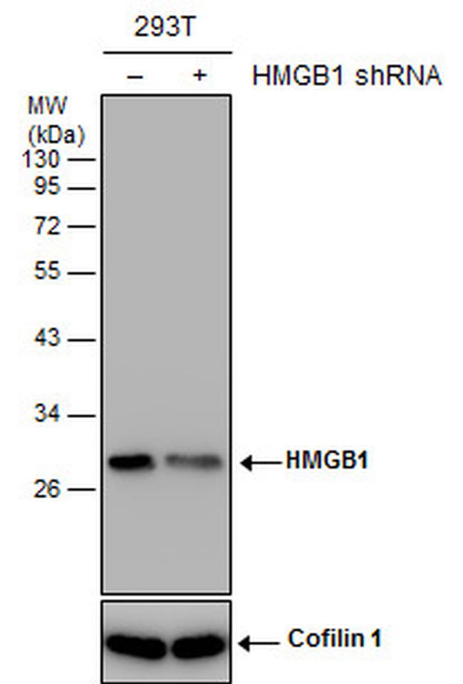 HMGB1 Antibody in Western Blot (WB)