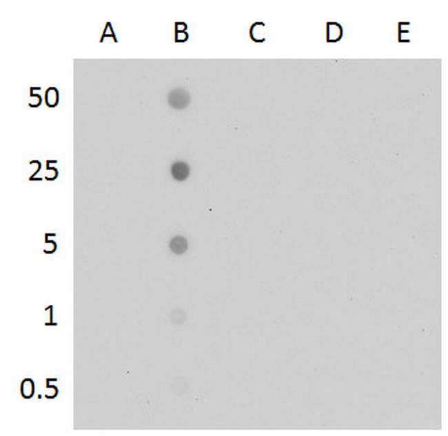 5-Methylcytosine Antibody in Dot Blot (DB)