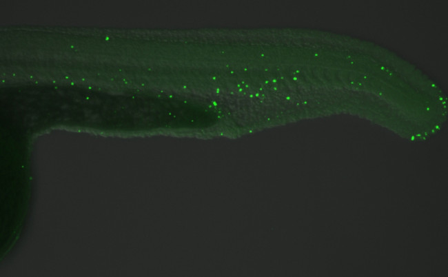 5-Methylcytosine Antibody in Immunohistochemistry (IHC)