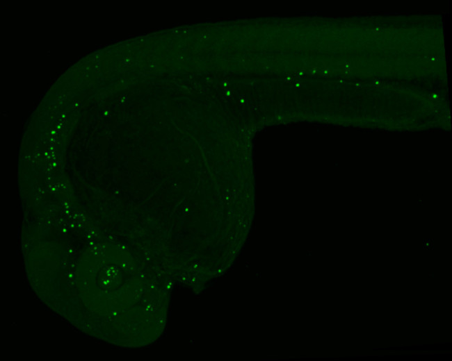 5-Methylcytosine Antibody in Immunohistochemistry (IHC)