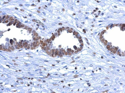 5-Methylcytosine Antibody in Immunohistochemistry (Paraffin) (IHC (P))