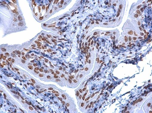 5-Methylcytosine Antibody in Immunohistochemistry (Paraffin) (IHC (P))