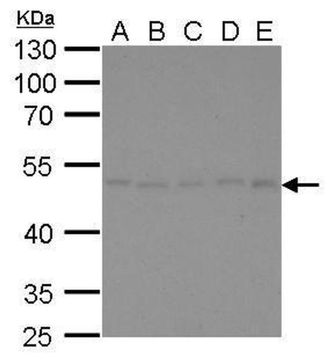 gamma Tubulin Antibody in Western Blot (WB)