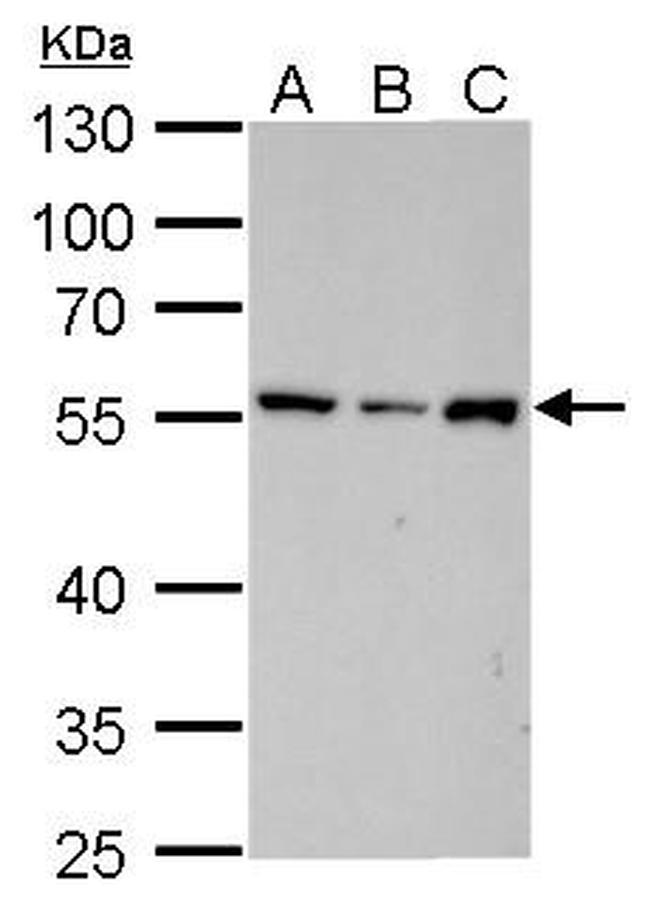 Vimentin Antibody in Western Blot (WB)