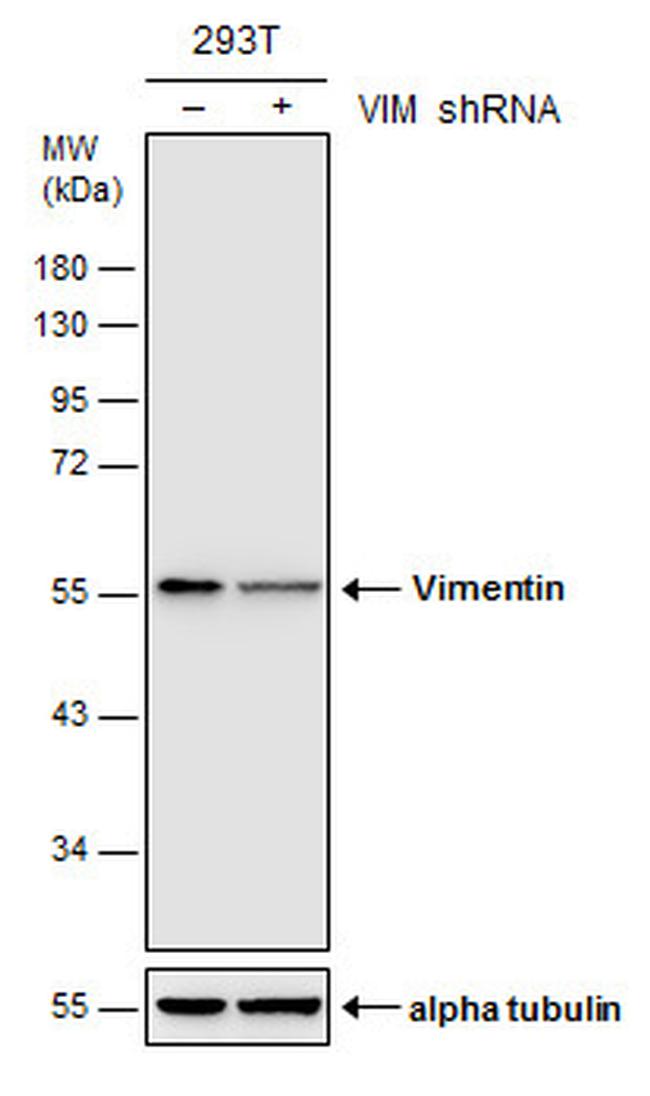 Vimentin Antibody in Western Blot (WB)