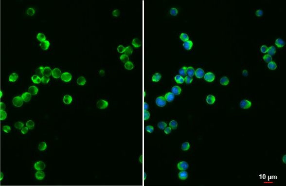 VAV1 Antibody in Immunocytochemistry (ICC/IF)