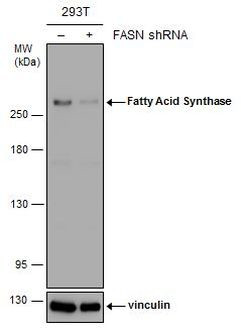 FASN Antibody