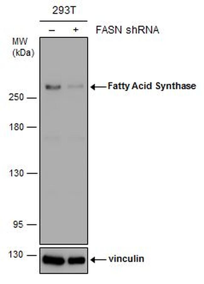 FASN Antibody in Western Blot (WB)