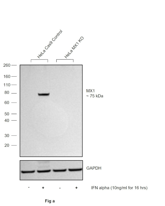 MX1 Antibody