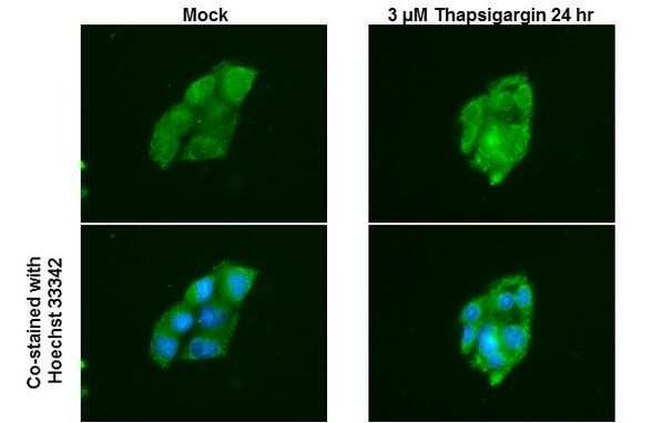 ATG12 Antibody in Immunocytochemistry (ICC/IF)