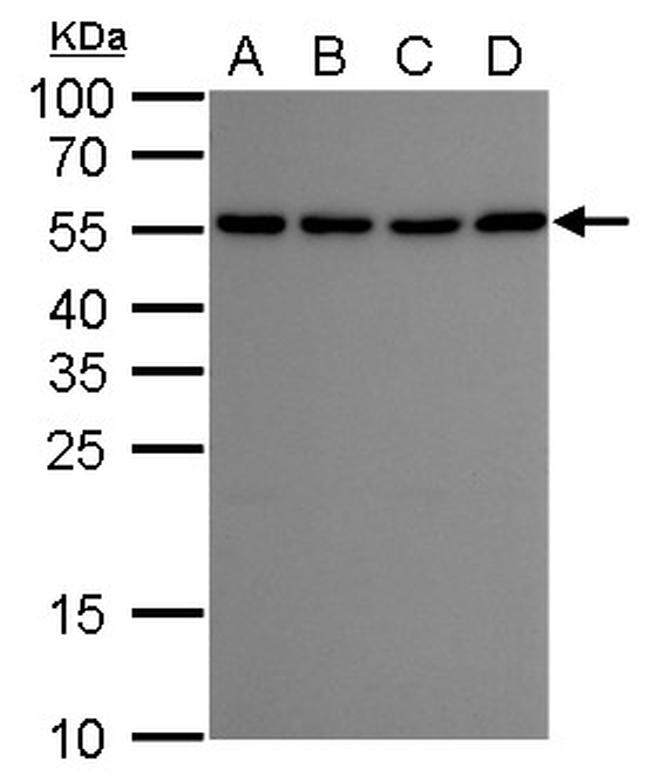 ATG12 Antibody in Western Blot (WB)