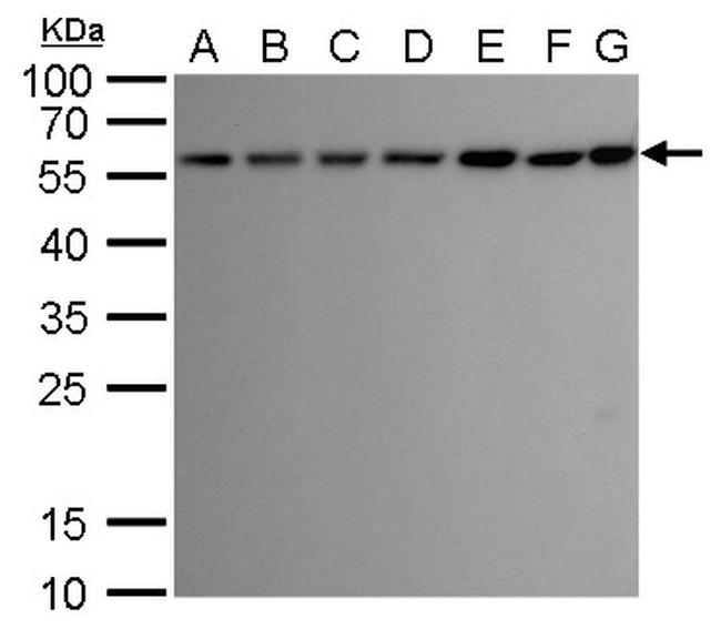 ATG12 Antibody in Western Blot (WB)