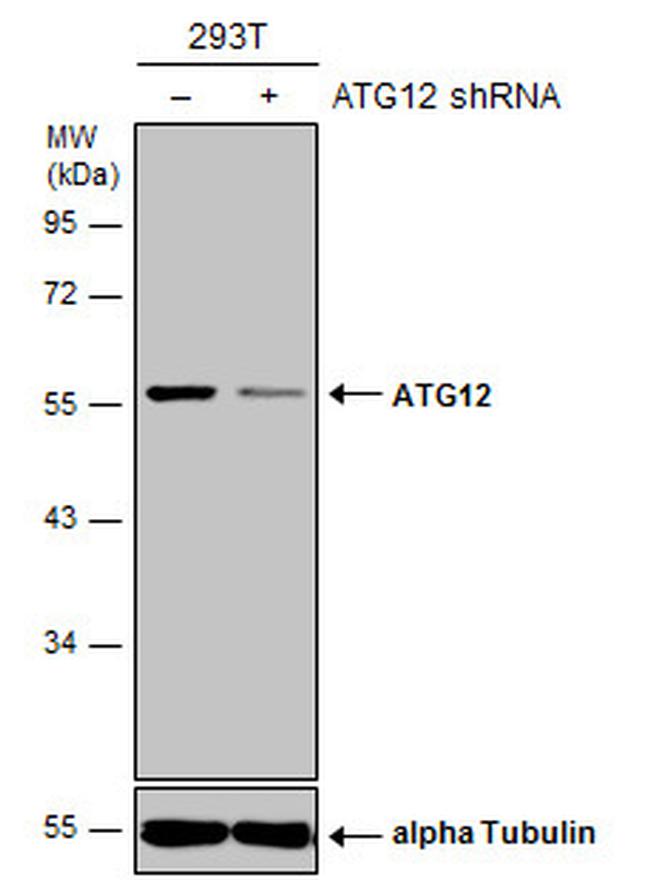 ATG12 Antibody in Western Blot (WB)