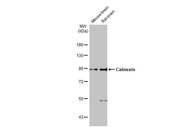 Calnexin Antibody in Western Blot (WB)