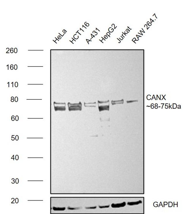 Calnexin Antibody in Western Blot (WB)