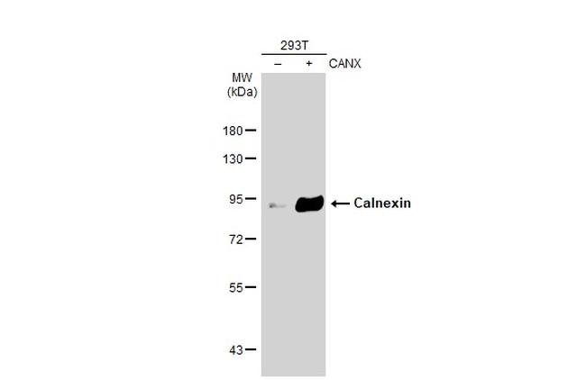 Calnexin Antibody in Western Blot (WB)