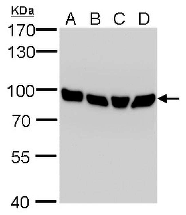 Calnexin Antibody in Western Blot (WB)