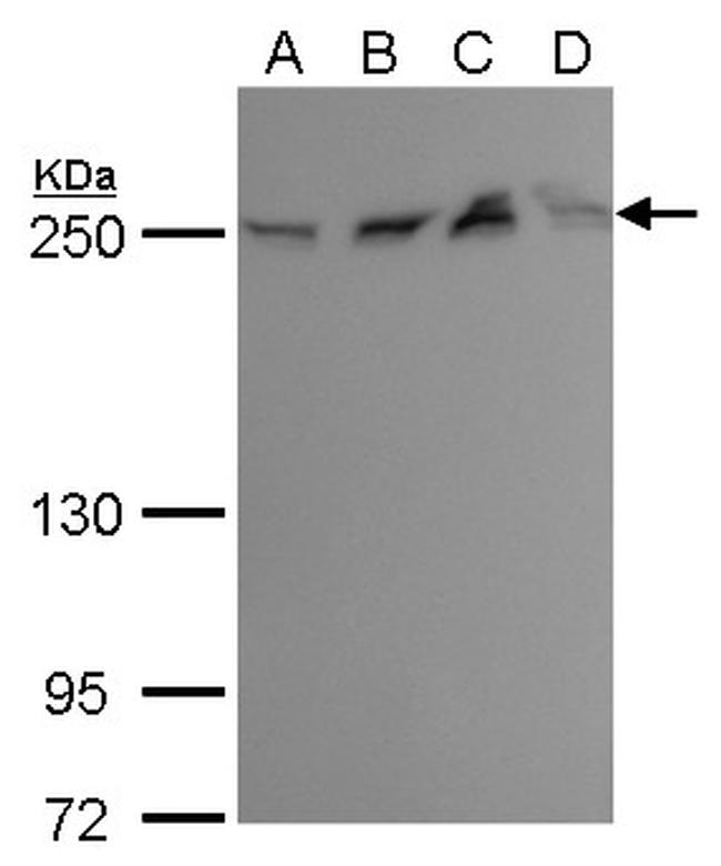 mTOR Antibody in Western Blot (WB)