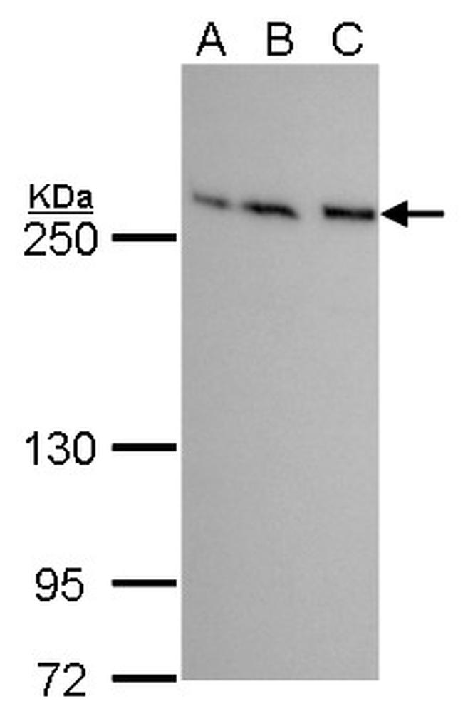 mTOR Antibody in Western Blot (WB)