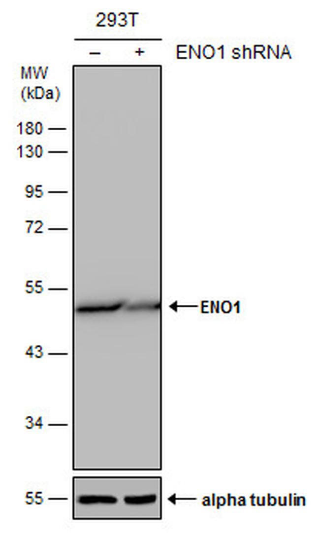 ENO1 Antibody in Western Blot (WB)