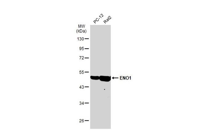 ENO1 Antibody in Western Blot (WB)